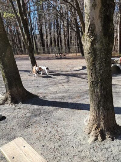 Dog Park in Wheaton Regional Park - Wheaton, MD