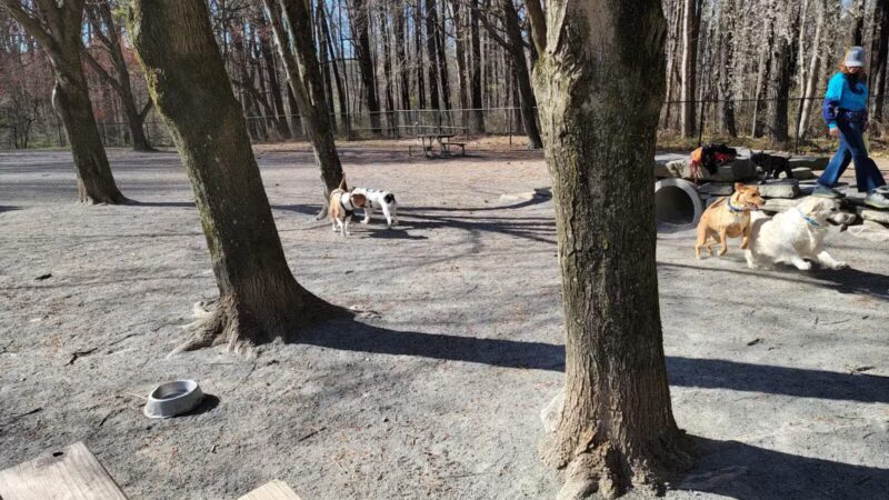 Dog Park in Wheaton Regional Park - Wheaton, MD