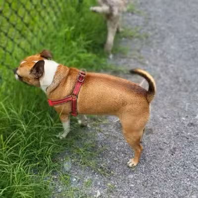 Dog Park in Wheaton Regional Park - Wheaton, MD