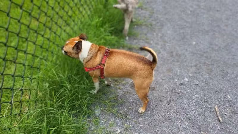 Dog Park in Wheaton Regional Park - Wheaton, MD
