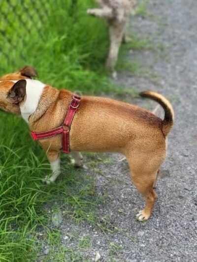 Dog Park in Wheaton Regional Park - Wheaton, MD