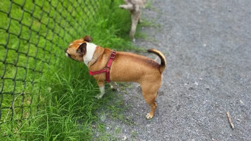 Dog Park in Wheaton Regional Park - Wheaton, MD