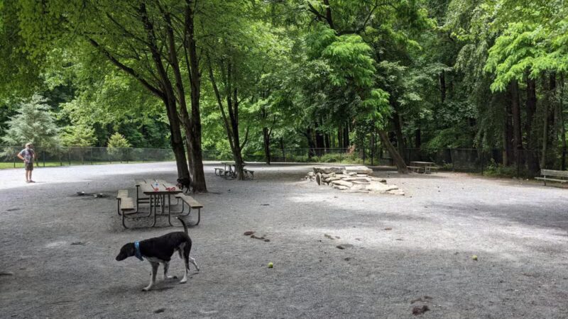 Dog Park in Wheaton Regional Park - Wheaton, MD