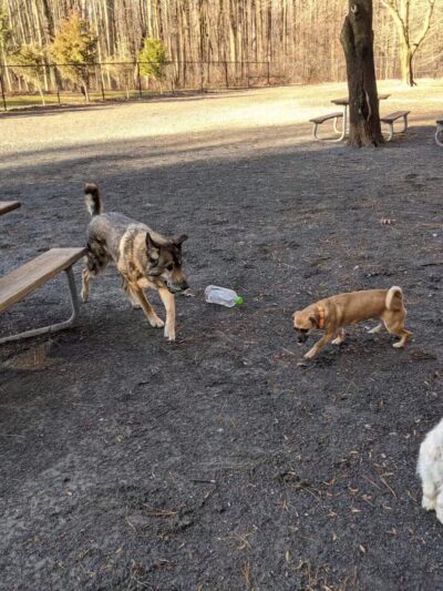 Dog Park in Wheaton Regional Park - Wheaton, MD