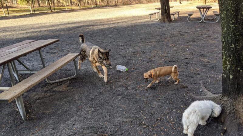 Dog Park in Wheaton Regional Park - Wheaton, MD