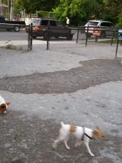 Bark Park - Off-Leash Dog Run for Members Only - White Plains, NY