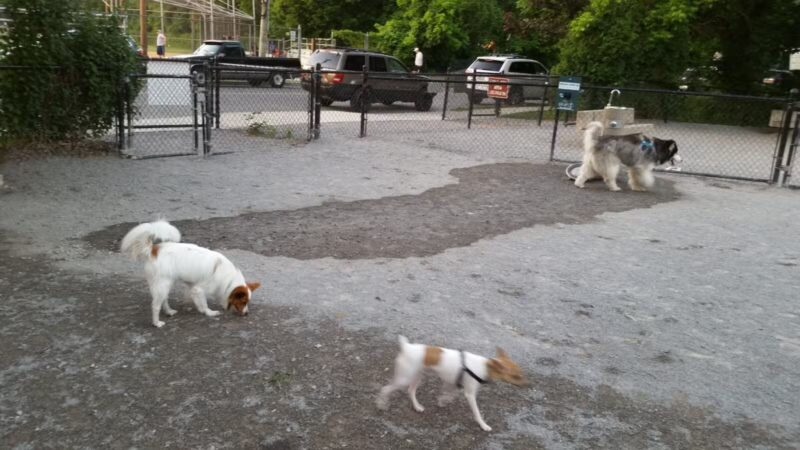 Bark Park - Off-Leash Dog Run for Members Only - White Plains, NY