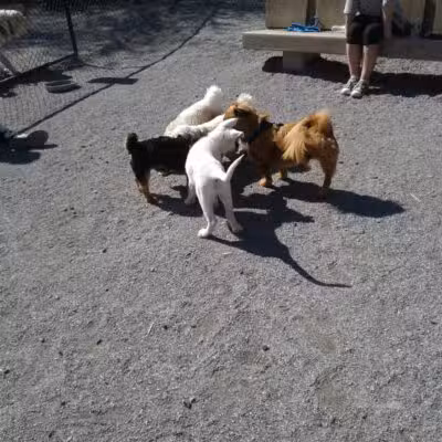 Bark Park - Off-Leash Dog Run for Members Only - White Plains, NY