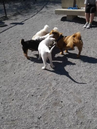 Bark Park - Off-Leash Dog Run for Members Only - White Plains, NY