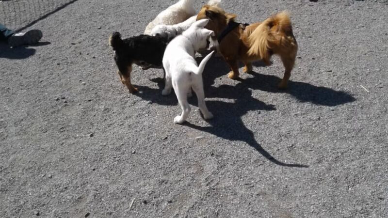 Bark Park - Off-Leash Dog Run for Members Only - White Plains, NY