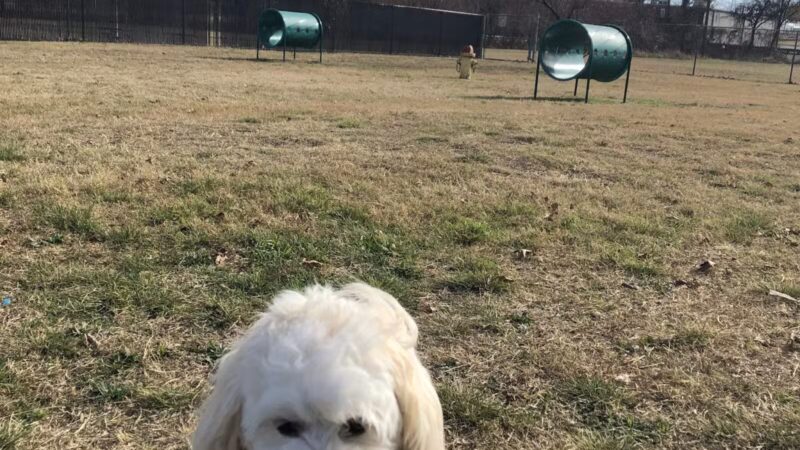 Cherry Lane Dog Park - White Settlement, TX