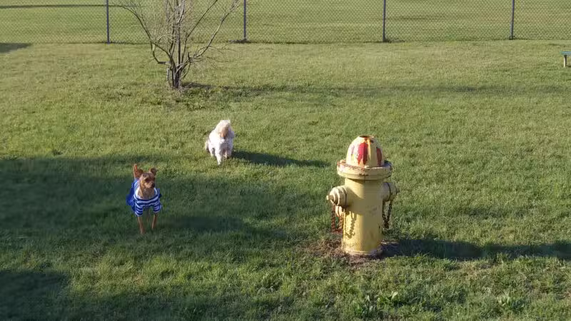 Cherry Lane Dog Park - White Settlement, TX