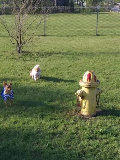 Cherry Lane Dog Park - White Settlement, TX