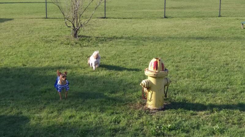 Cherry Lane Dog Park - White Settlement, TX