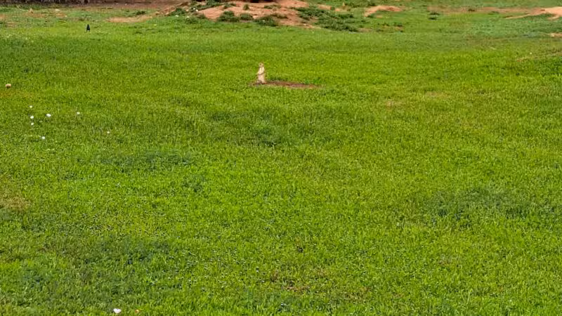 Kiwanis Park - Wichita Falls, TX
