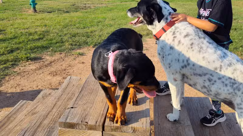 Wichita Falls Dog Park - Wichita Falls, TX