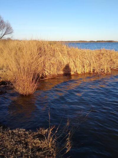 Wichita Falls Dog Park - Wichita Falls, TX