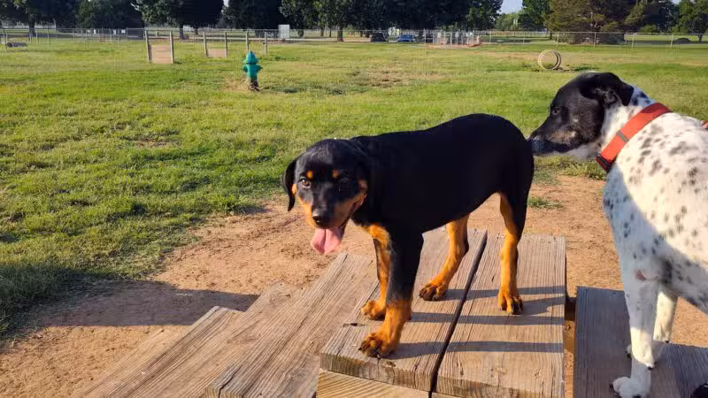 Wichita Falls Dog Park - Wichita Falls, TX