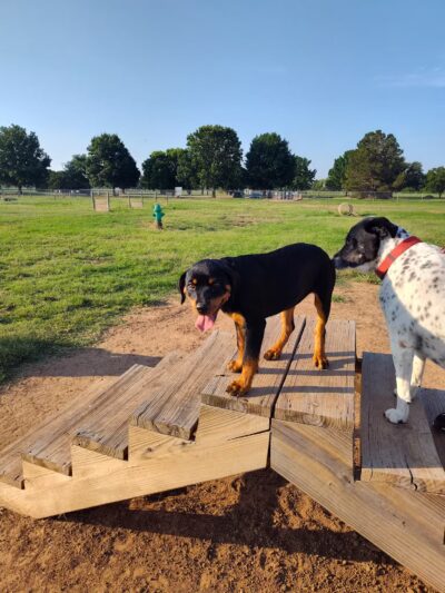 Wichita Falls Dog Park - Wichita Falls, TX