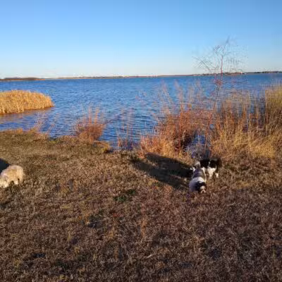 Wichita Falls Dog Park - Wichita Falls, TX