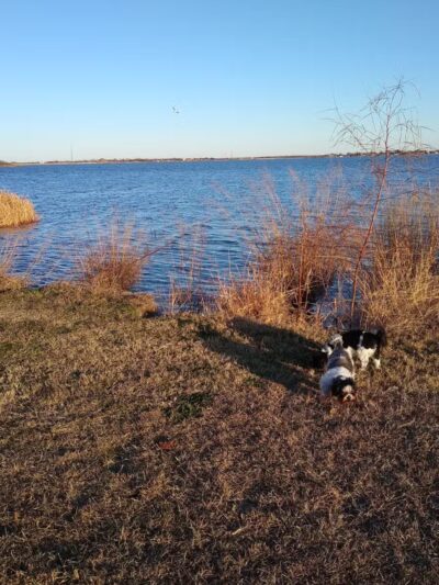 Wichita Falls Dog Park - Wichita Falls, TX
