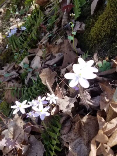 Rock Creek Nature Preserve - Williamsport, IN