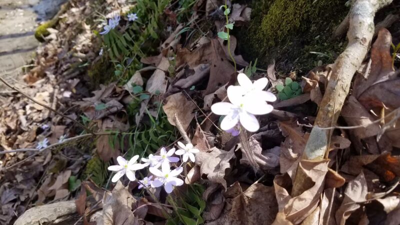 Rock Creek Nature Preserve - Williamsport, IN