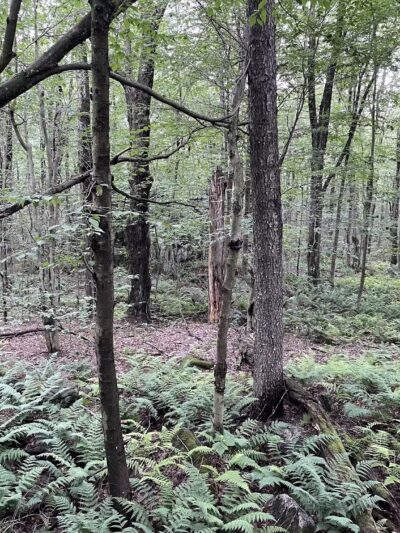 Lost Turkey Trail Parking Area - Windber, PA