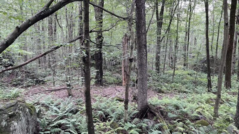 Lost Turkey Trail Parking Area - Windber, PA