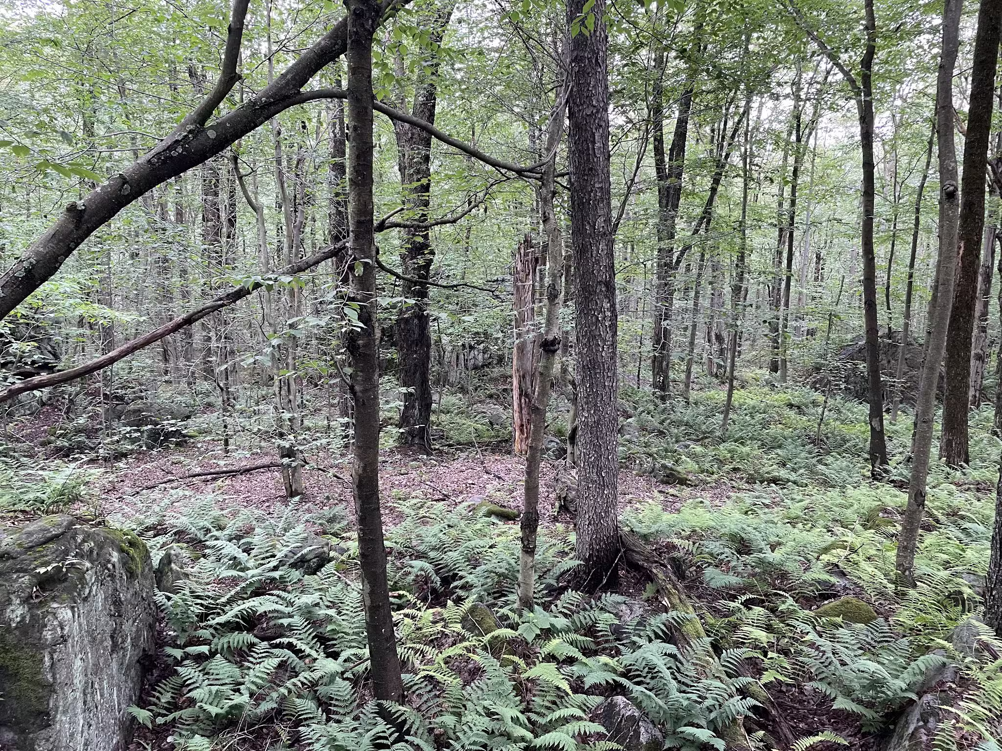 Lost Turkey Trail Parking Area - Windber, PA