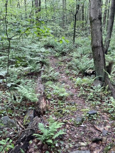 Lost Turkey Trail Parking Area - Windber, PA