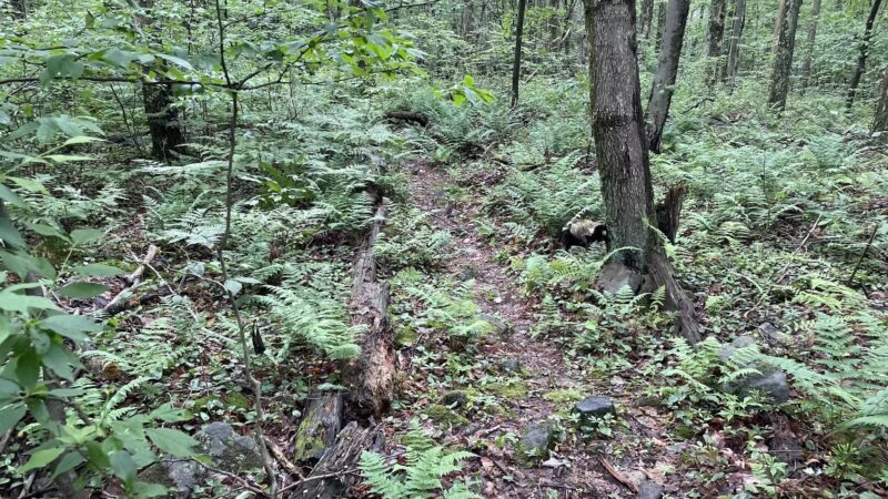 Lost Turkey Trail Parking Area - Windber, PA