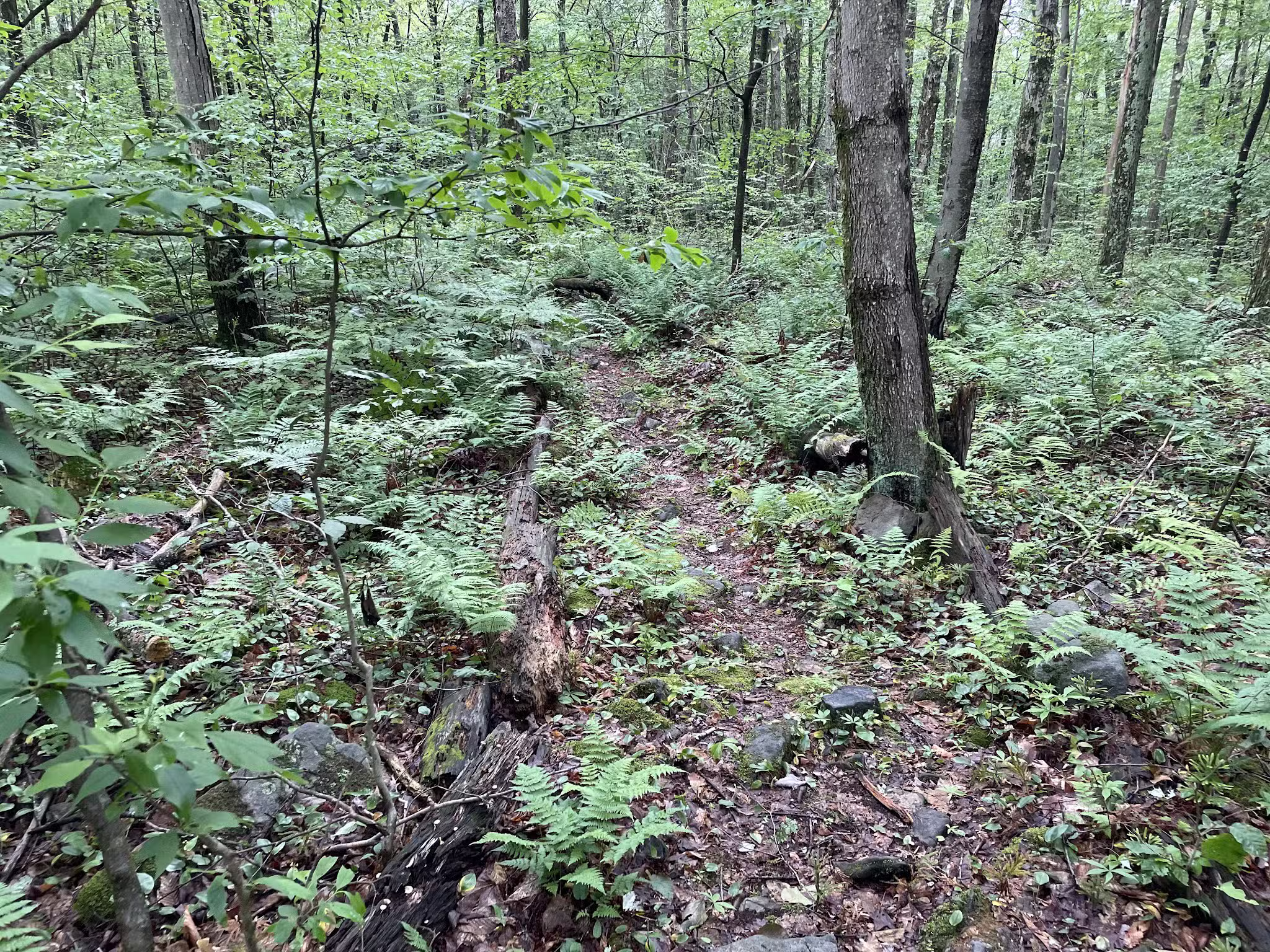Lost Turkey Trail Parking Area - Windber, PA