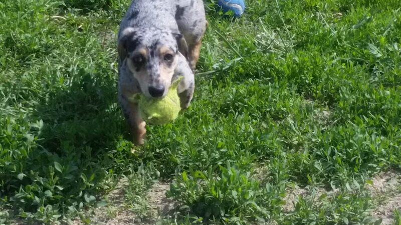 Prairie Island Dog Park - Winona, MN