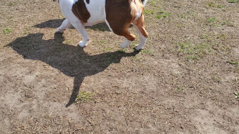 Prairie Island Dog Park - Winona, MN