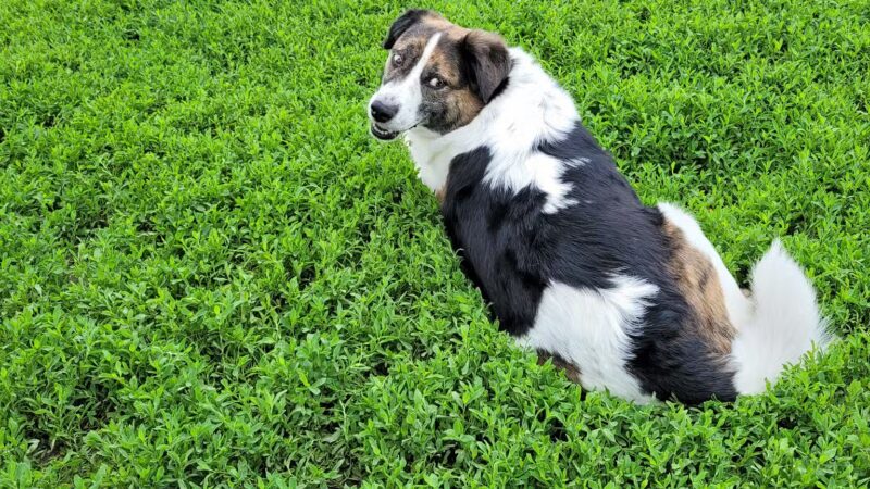 Prairie Island Dog Park - Winona, MN