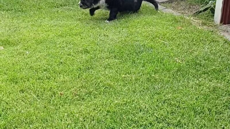 Prairie Island Dog Park - Winona, MN