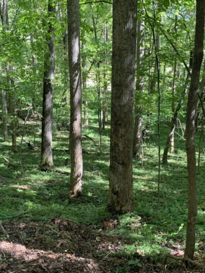 Lovely Valley Loop Hiking Trail - Wirtz, VA