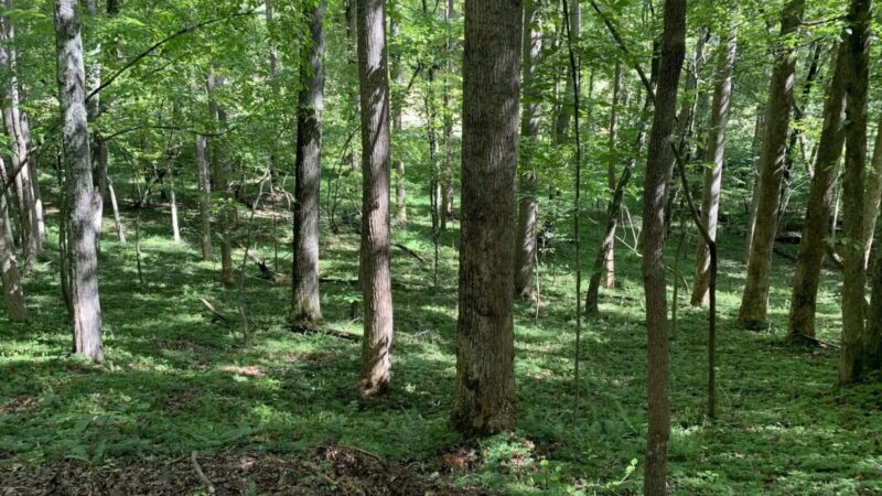Lovely Valley Loop Hiking Trail - Wirtz, VA