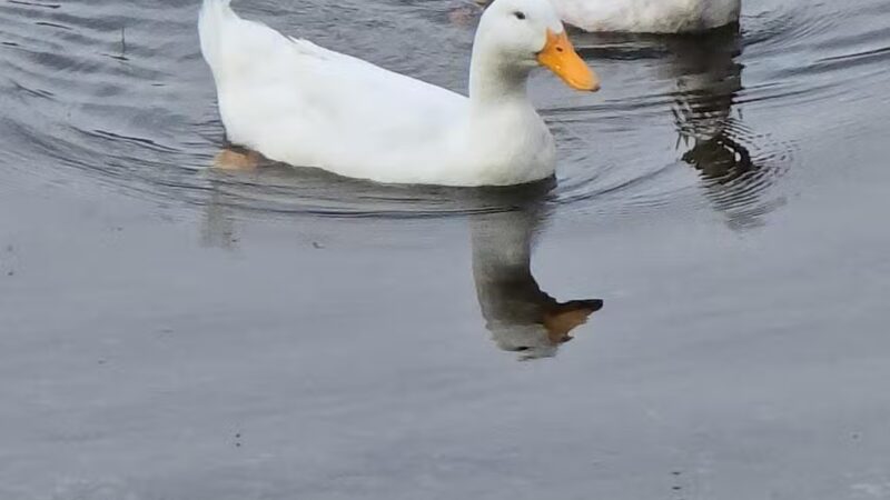 Wise Reservoir/ aka Bear Creek Reservoir - Wise, VA