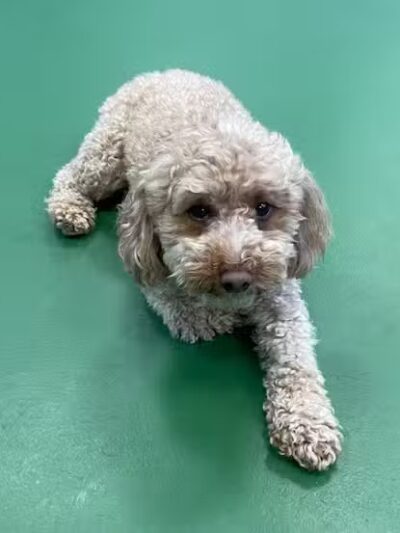 Dogtopia of Wesmont Station - Wood-Ridge, NJ