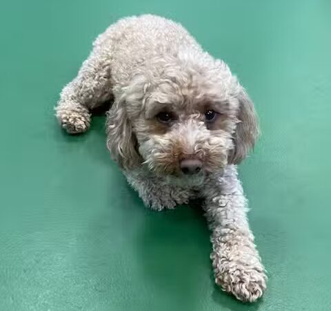 Dogtopia of Wesmont Station - Wood-Ridge, NJ