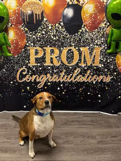 Dogtopia of Wesmont Station - Wood-Ridge, NJ