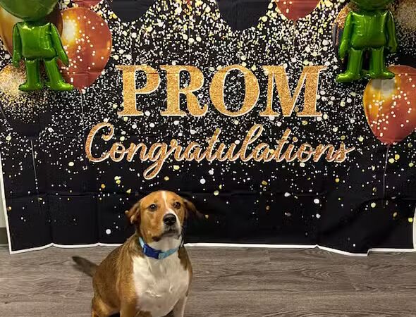 Dogtopia of Wesmont Station - Wood-Ridge, NJ