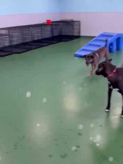 Dogtopia of Wesmont Station - Wood-Ridge, NJ