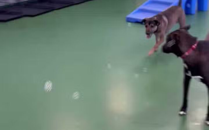 Dogtopia of Wesmont Station - Wood-Ridge, NJ