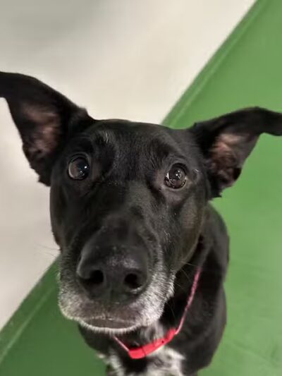 Dogtopia of Wesmont Station - Wood-Ridge, NJ