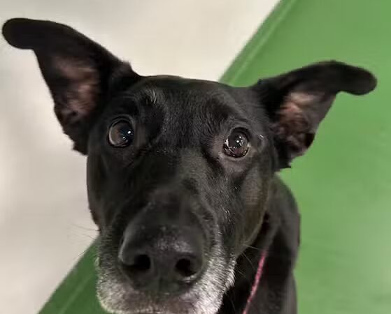 Dogtopia of Wesmont Station - Wood-Ridge, NJ