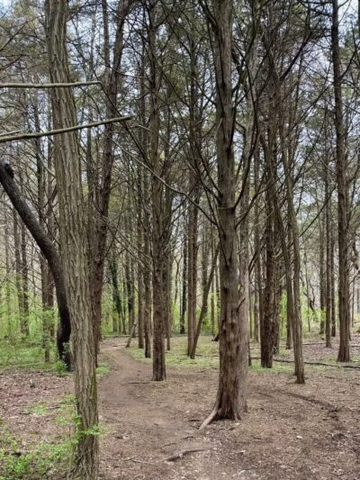 Stillwell Woods Park - Woodbury, NY