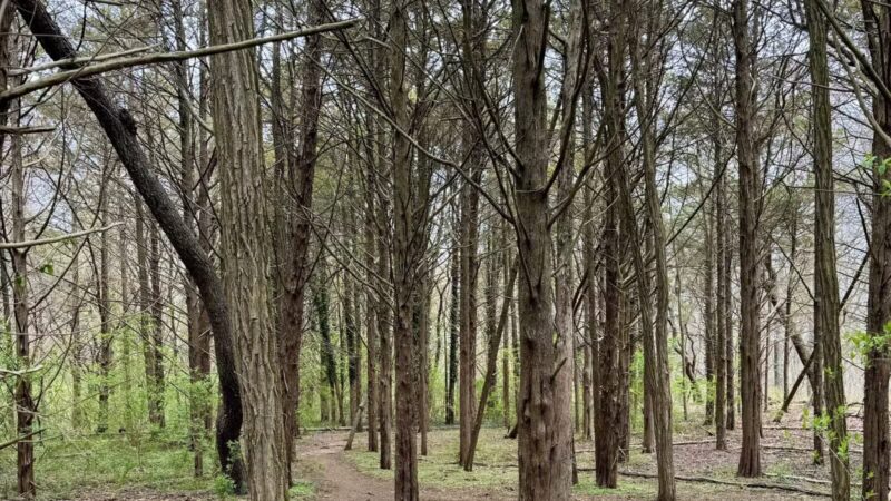 Stillwell Woods Park - Woodbury, NY